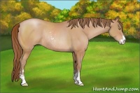 Horse Color:Bay Pearl Sabino Rabicano