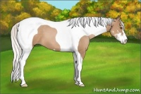 Horse Color:Silver Black Pearl Sabino Tobiano 