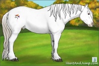 Horse Color:Liver Chestnut Splash Appaloosa Rabicano