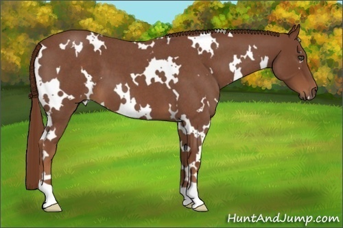 Horse Color:White Spotted Red Roan 
