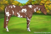 Horse Color:White Spotted Red Roan 