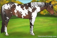 Horse Color:White Spotted Liver Chestnut 