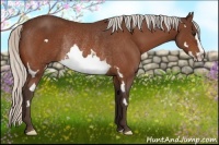 Horse Color:Silver Bay Splash Frame Rabicano 