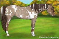 Horse Color:White Spotted Liver Red Dun Roan Rabicano