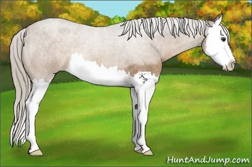 Horse Color:Chocolate Palomino Roan Splash