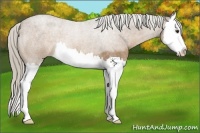 Horse Color:Chocolate Palomino Roan Splash