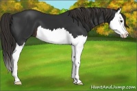 Horse Color:Liver Chestnut Splash 