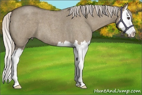 Horse Color:Silver Grullo Roan Splash 