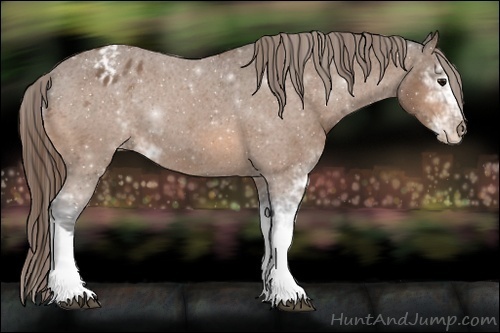 Horse Color:Buckskin Sabino Appaloosa