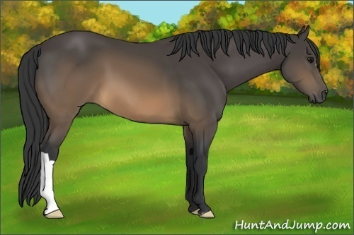 Horse Color:Buckskin 