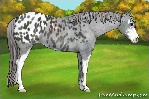 Horse Color:Black Sabino Appaloosa