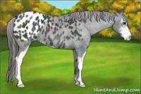 Horse Color:Black Sabino Appaloosa