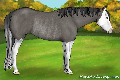 Horse Color:Grullo Splash Rabicano