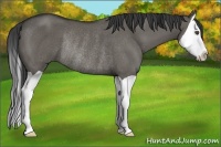 Horse Color:Grullo Splash Rabicano 