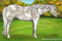 Horse Color:White Spotted Silver Smoky Black Ice