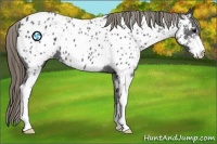 Horse Color:Smoky Black Sabino Appaloosa 