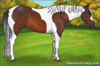 Horse Color:Bay Tobiano 