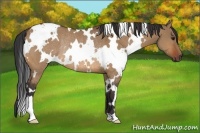 Horse Color:White Spotted Bay Dun Rabicano