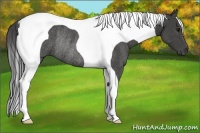 Horse Color:Smoky Black Tobiano Rabicano