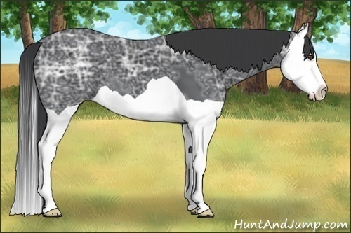 Horse Color:Black Ice Splash 