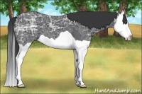 Horse Color:Black Ice Splash