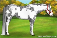 Horse Color:White Spotted Black Ice Splash Frame 