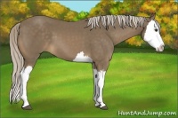 Horse Color:Chocolate Palomino Splash 