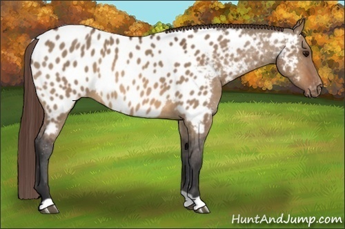 Horse Color:Bay Dun Appaloosa 