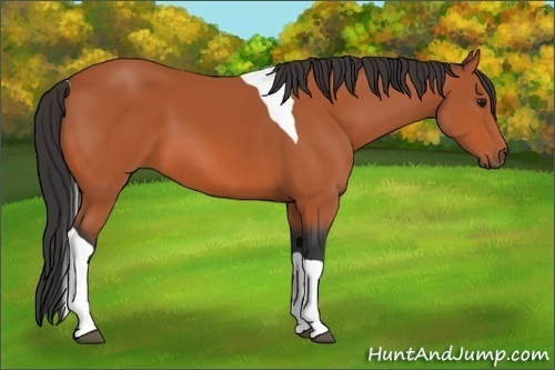 Horse Color:Bay Tobiano 