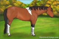 Horse Color:Bay Tobiano 