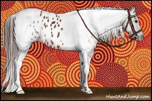 Horse Color:Bay Tobiano Appaloosa 