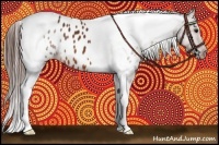 Horse Color:Bay Tobiano Appaloosa 