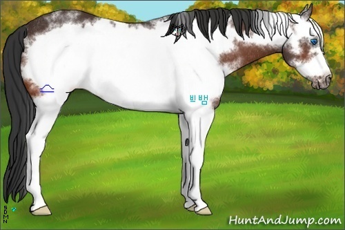 Horse Color:White Spotted Bay Frame Rabicano 