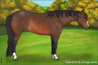 Horse Color:Bay Sabino Rabicano