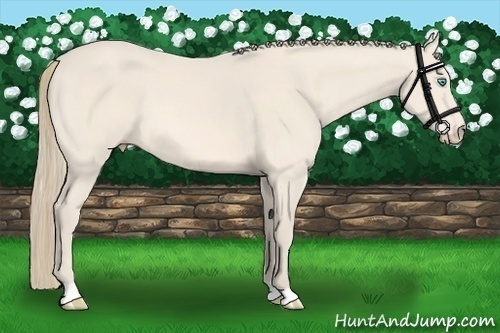 Horse Color:Perlino 