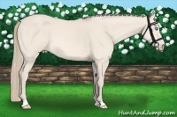 Horse Color:Perlino 