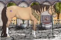Horse Color:Amber Champagne 