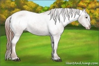Horse Color:Red Roan Appaloosa 