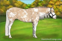 Horse Color:Silver Classic Champagne Sabino