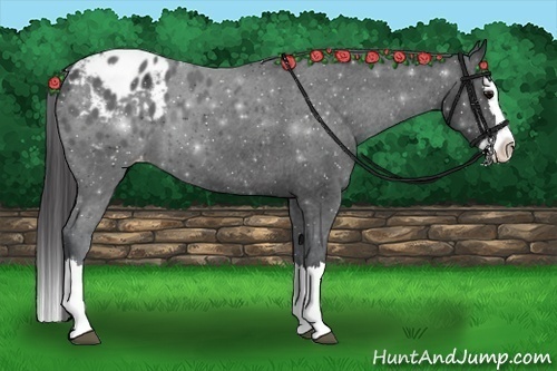 Horse Color:Black Sabino Splash Varnish 