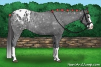 Horse Color:Black Sabino Splash Appaloosa 