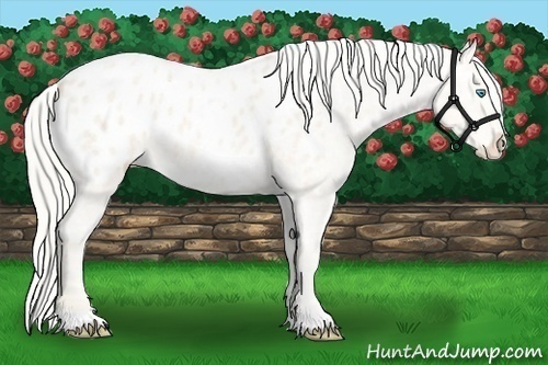 Horse Color:Cremello Ice Roan Appaloosa 