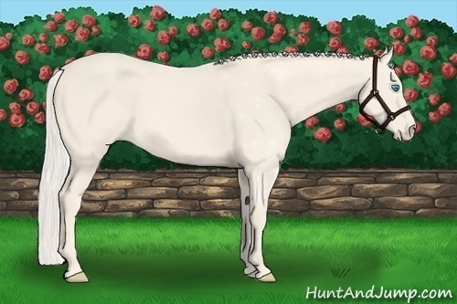 Horse Color:Cremello Sabino 