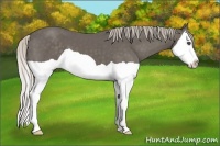 Horse Color:Silver Black Splash 
