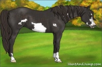 Horse Color:Liver Chestnut Frame