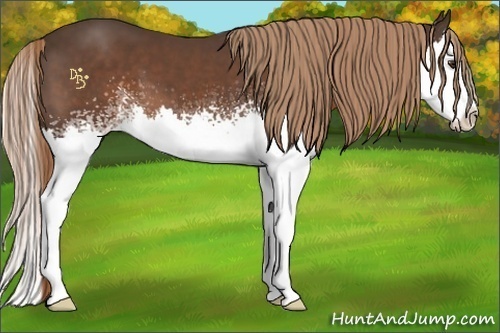 Horse Color:White Spotted Liver Chestnut Splash