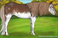 Horse Color:White Spotted Liver Chestnut Splash 