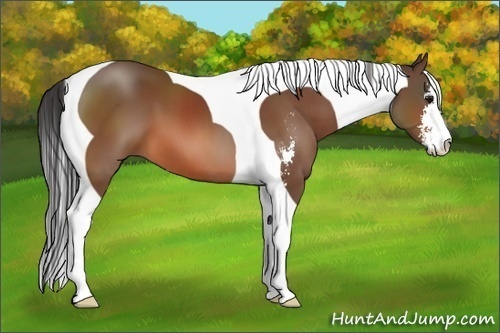 Horse Color:Bay Sabino Tobiano