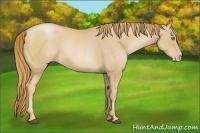 Horse Color:Chestnut Pearl