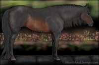 Horse Color:Brown Rabicano Brindle